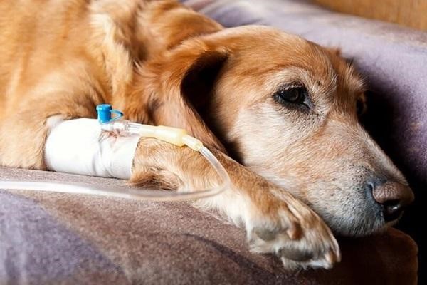 Bệnh viêm đường ruột ở chó là gì?