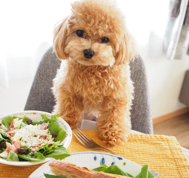 Cách chăm sóc Poodle khi ốm với chế độ ăn phù hợp