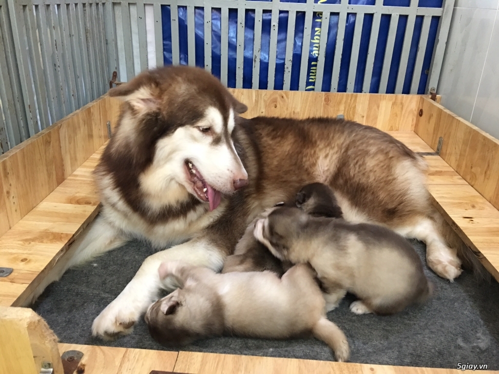 Cách chăm sóc chó Alaska sau khi phối giống