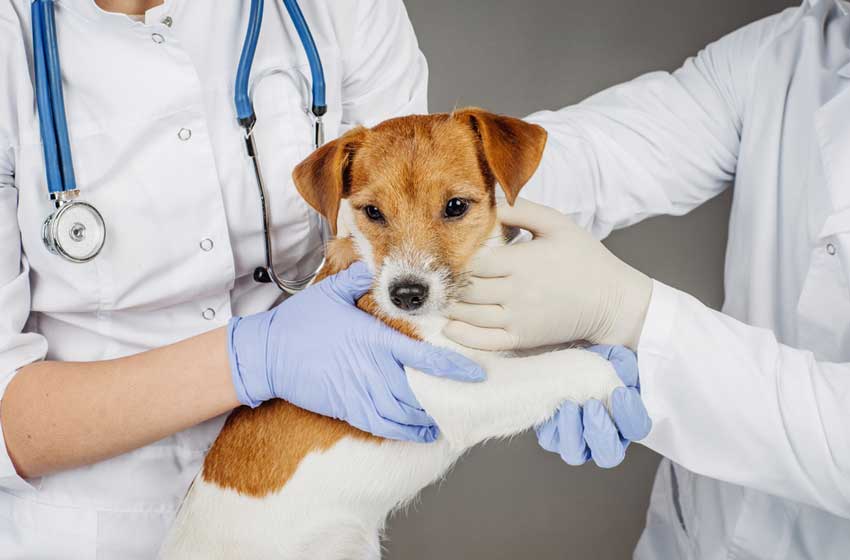 Các cách phòng chống bệnh viêm đường ruột cho chó