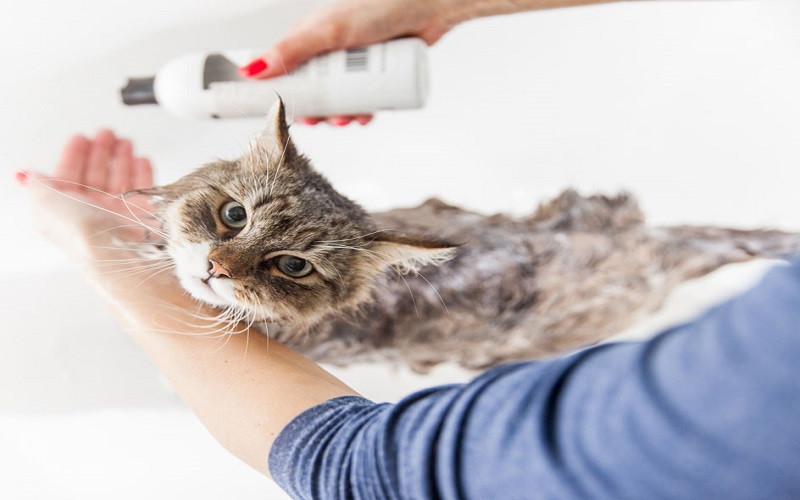 Lưu ý quan trọng khi sử dụng sữa tắm cho mèo