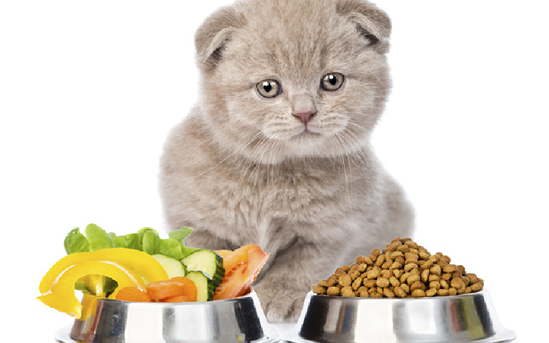 Những loại thực phẩm mèo con nên tránh ăn