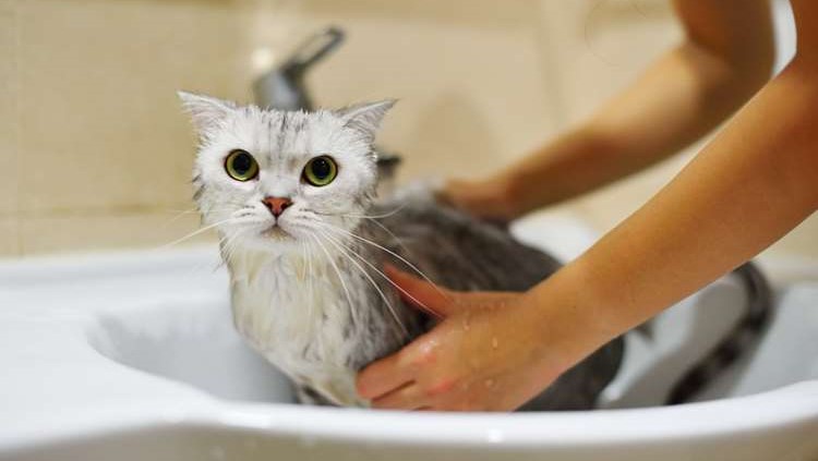 Tại sao nên sử dụng sữa tắm cho mèo?