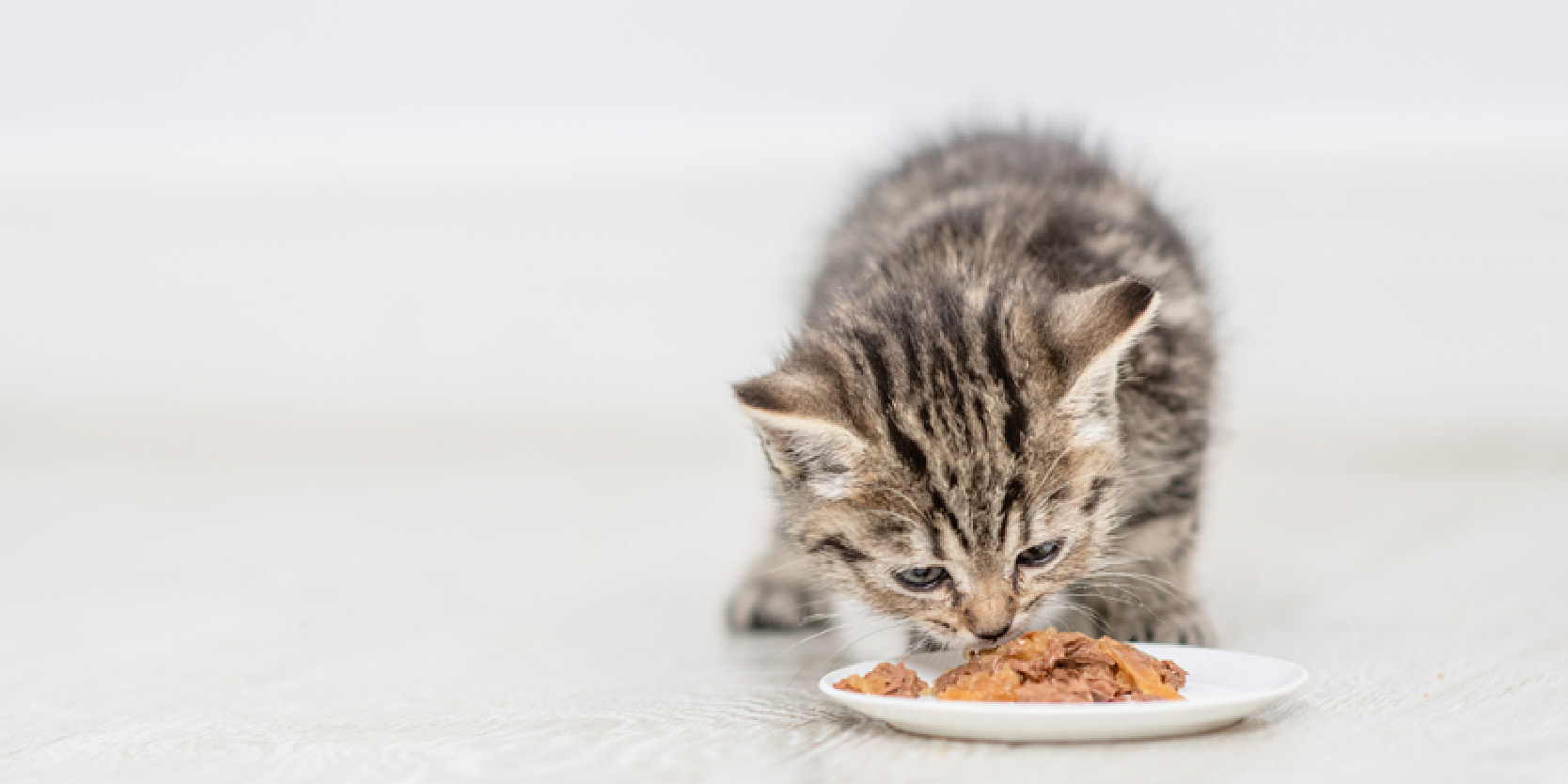 Thức ăn phù hợp cho mèo con trong năm đầu tiên