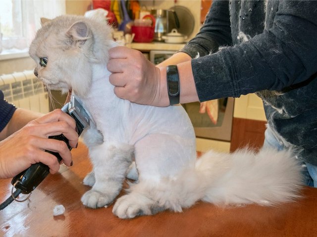 Cách cắt lông mèo tại nhà dễ dàng