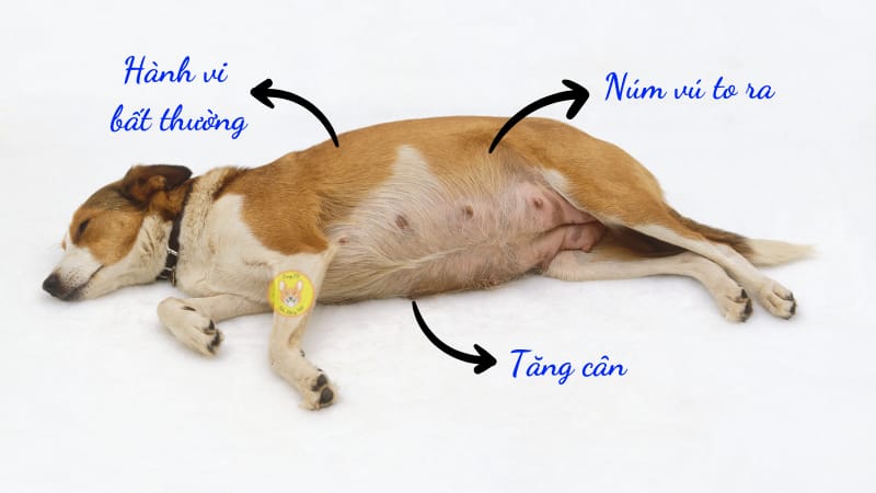Chó mang thai thường ngủ nhiều và có dấu hiệu mệt mỏi