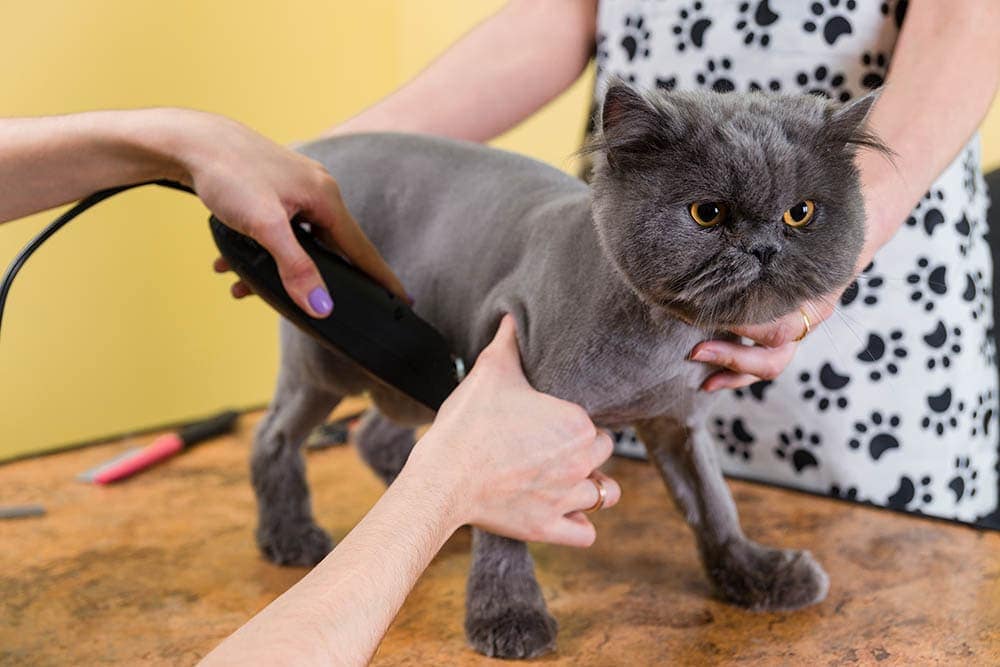 Có nên cắt tỉa lông cho mèo cảnh không?