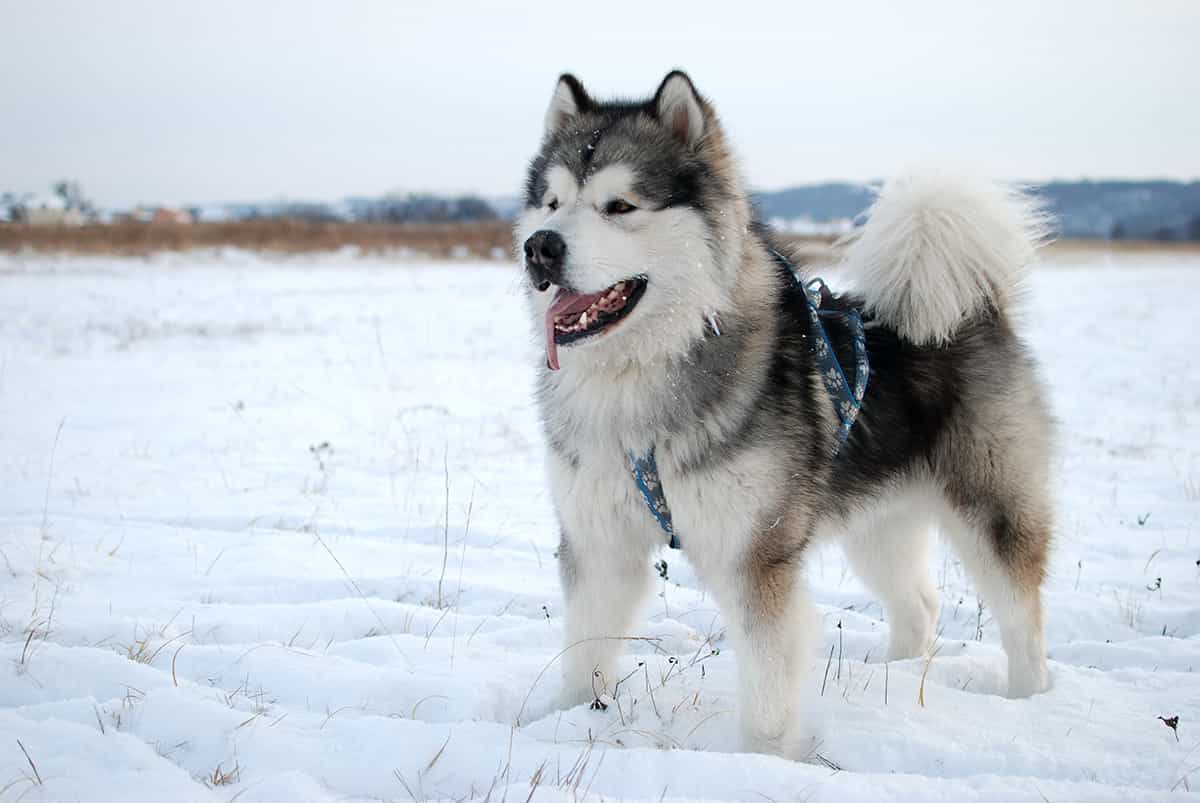 Đặc điểm chó Alaska thuần chủng