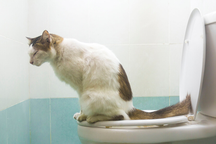 Dạy mèo sử dụng bồn cầu