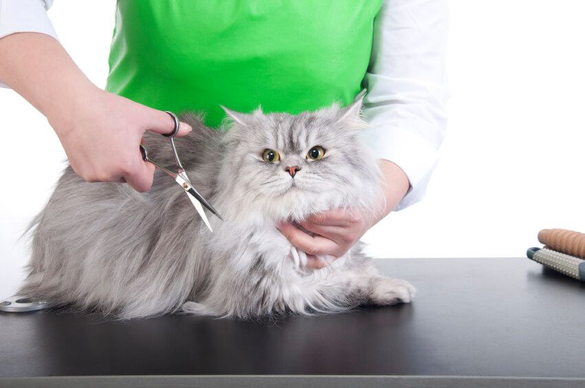 Khi nào nên cắt tỉa lông cho mèo?