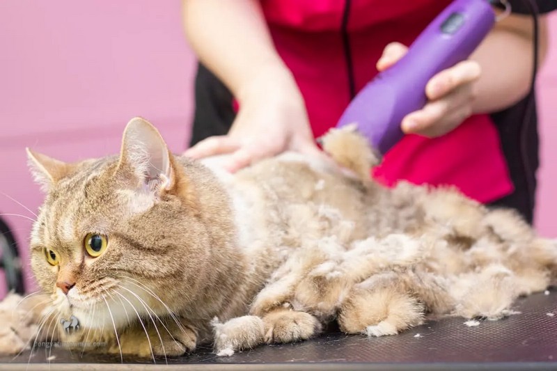 Lợi ích của việc cạo lông cho mèo