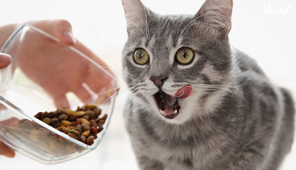 Lợi ích của việc sử dụng thức ăn hạt cho mèo