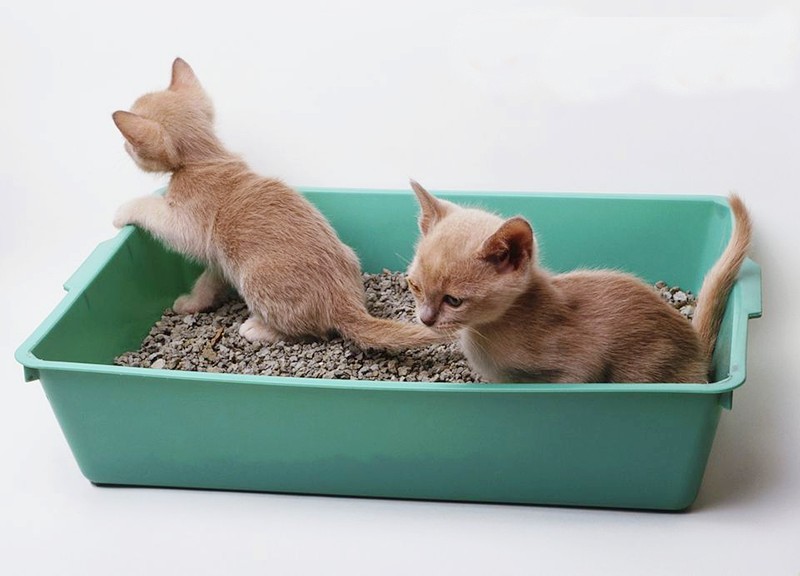 Mẹo đơn giản giúp mèo học cách đi vệ sinh