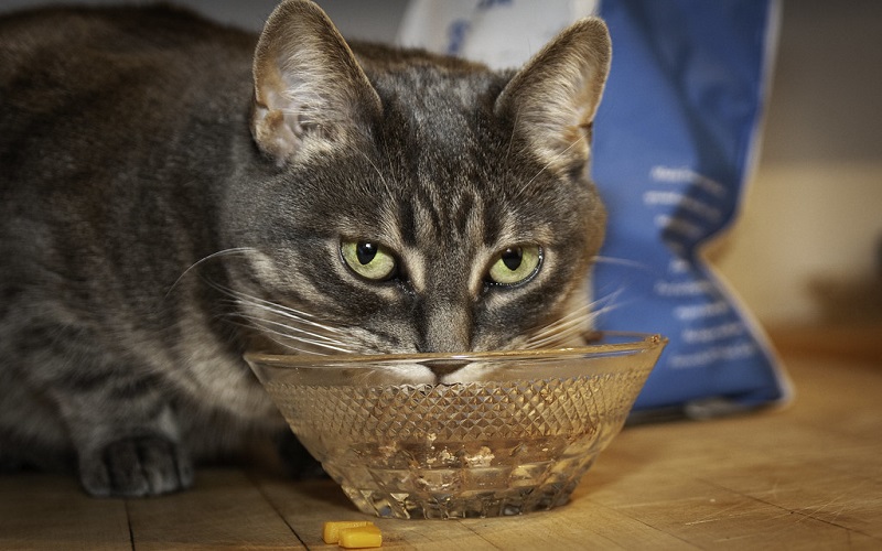 Mèo thích ăn gì?