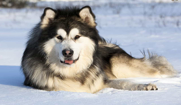 Nguồn gốc của chó Alaska thuần chủng