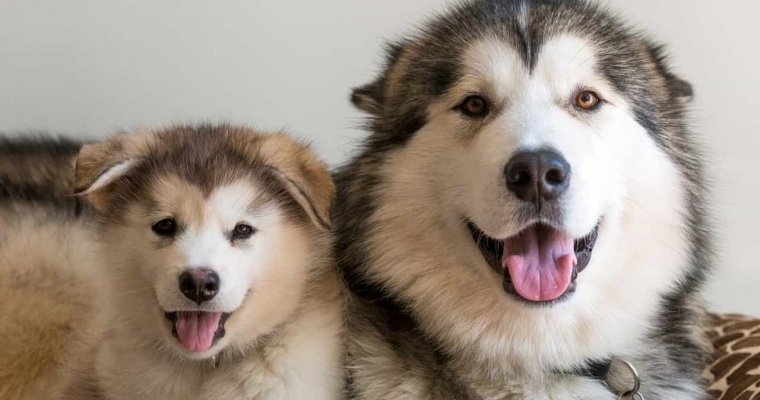 Phân biệt chó Alaska thuần chủng và chó Alaska lai 