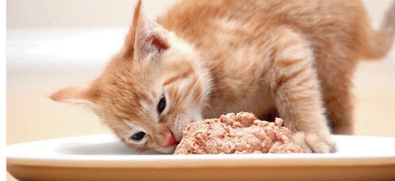 Tần suất cho mèo ăn