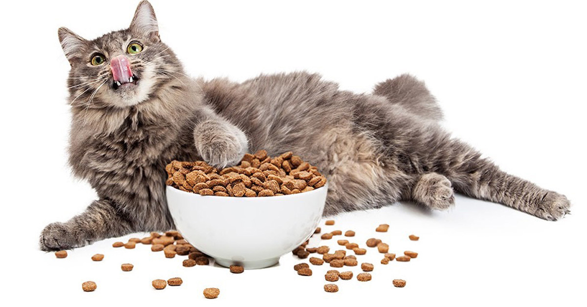 Top 12 thương hiệu thức ăn hạt cho mèo tốt nhất hiện nay