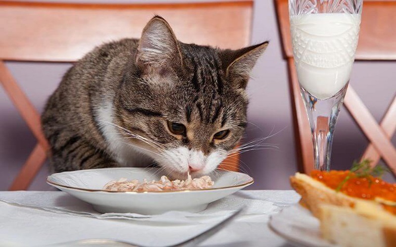 Top 9 loại thức ăn tốt nhất cho mèo